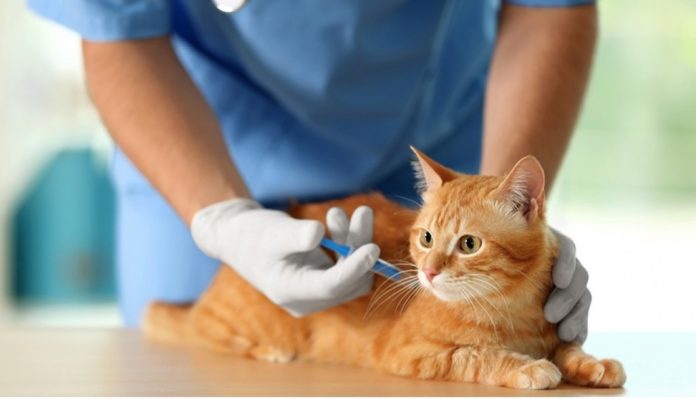 В микрорайоне Львовский будут бесплатно вакцинировать домашних животных от бешенства