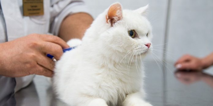 Жители муниципалитета смогут привить домашних животных от бешенства 28 апреля