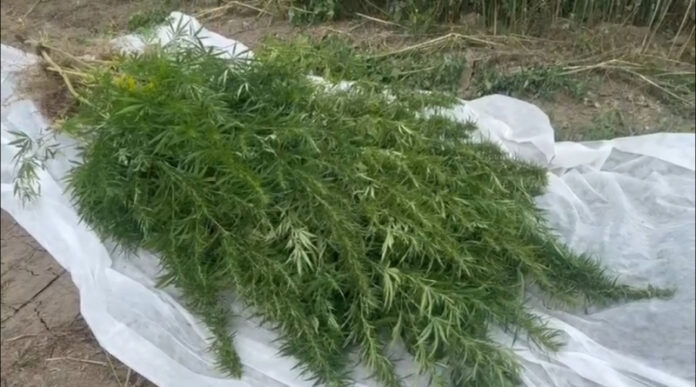 Полицейские УМВД России по г.о. Подольск уничтожили очаг произрастания дикорастущей конопли