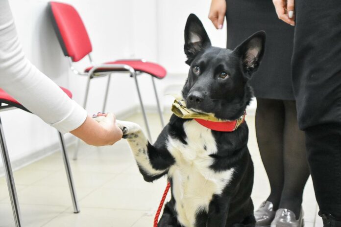 В подольском МФЦ теперь принимают четвероногих посетителей