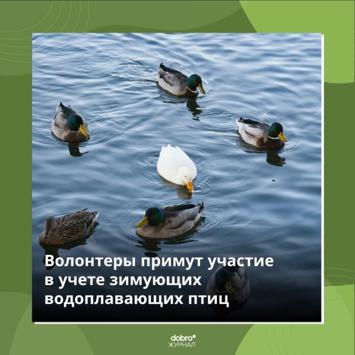 Волонтеров Подольска приглашают посчитать водоплавающих птиц