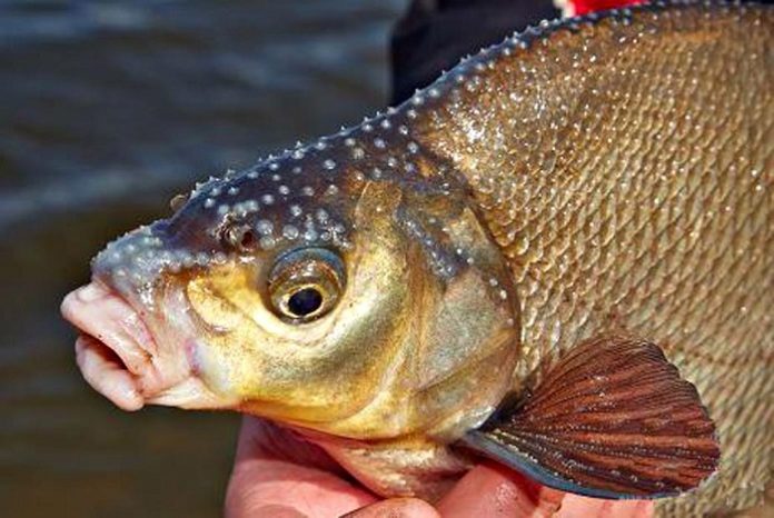 На фестивале «Славянское подворье»  устроят  рыбалку без удочки