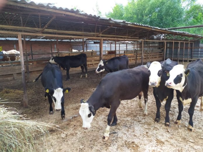 В Федеральный научный центр ВИЖ имени академика Льва Константиновича Эрнста поступили чистопородные телки ярославской...