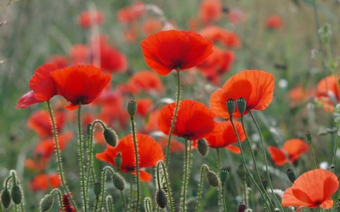 На дачах запрещено выращивать коноплю и мак