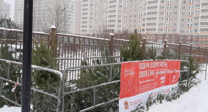 К сведению подольчан: первые 24 кубометра новогодних елок из Подольска отправились на переработку