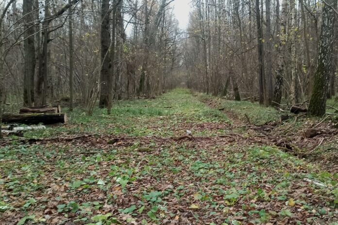 Подольское лесничество сообщает: противопожарные мероприятия выполнены в полном объеме