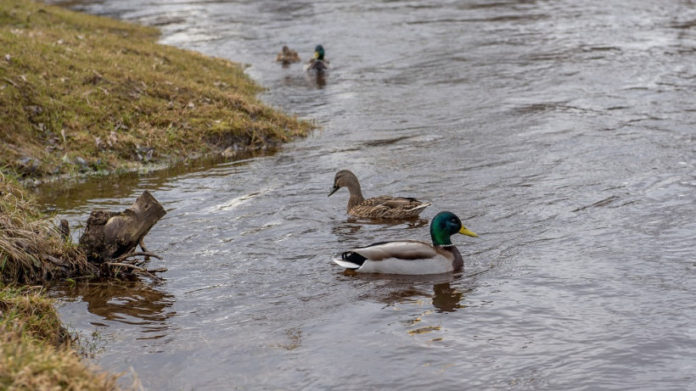Весеннюю охоту на пернатую дичь в 2020 году запретили в МО