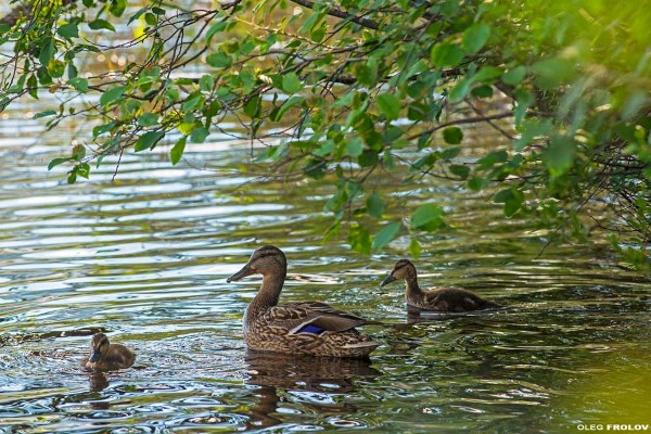 Новый заказник «Саньковский» появился в Подмосковье