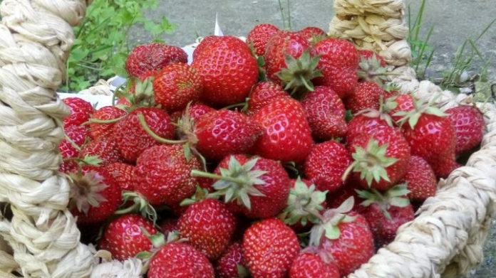 Информируем подольчан: сбор клубники в Московской области начался