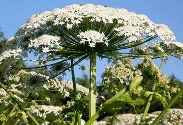 В Подольске химически обрабатывают территории от борщевика Сосновского