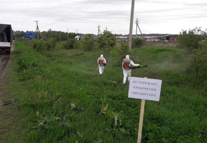 В МО обрабатывают территории от борщевика