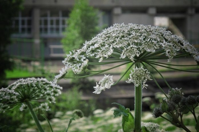 За борщевик на участках могут оштрафовать