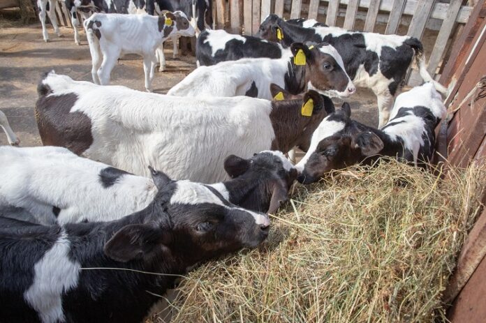 Более восьми лет предприятие ООО «Агроферма» производит молочную продукцию