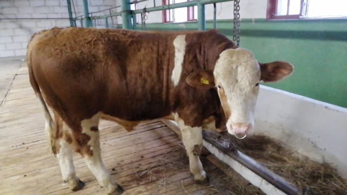 Новая партия племенных быков поступила в Головной центр по воспроизводству сельскохозяйственных животных