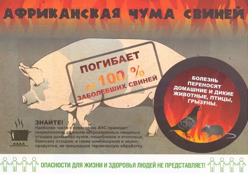 Внимание, африканская чума свиней
