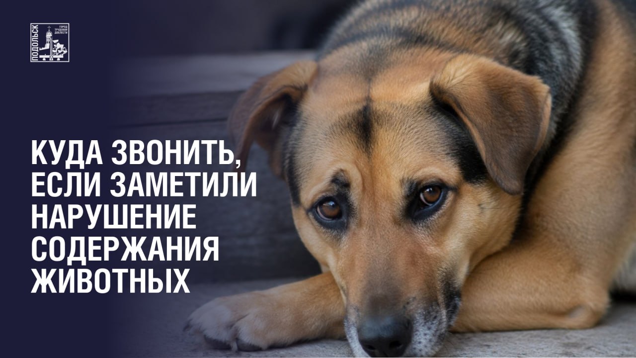 Куда обратиться в случае нарушения содержания животных