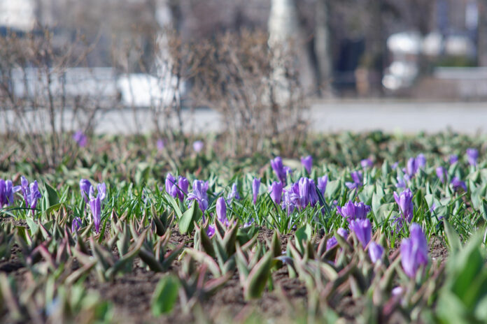 В Большом Подольске высадят более 350 тысяч цветов
