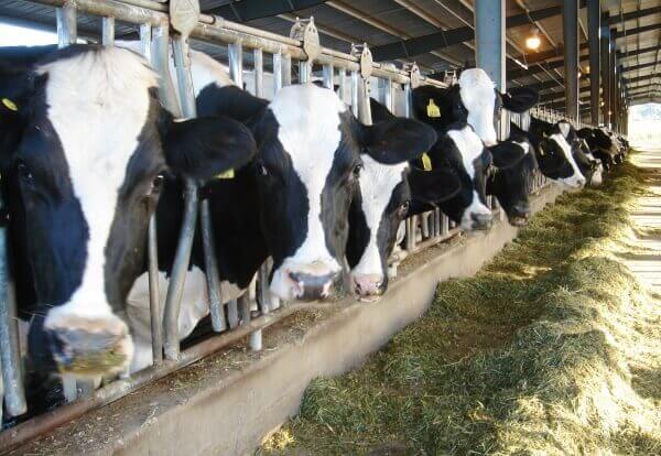 Проект ВИЖ им. Л.К. Эрнста о голштинизации скота удостоен гранта Президента Российской Федерации