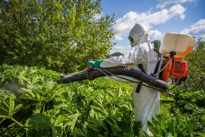 Обработка территорий для уничтожения борщевика Сосновского стартовала в Большом Подольске