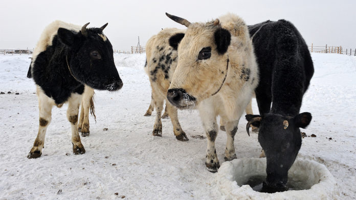 Ученые ФИЦ ВИЖ им. Л.К. Эрнста приняли участие в исследовании демографической истории самого северного...