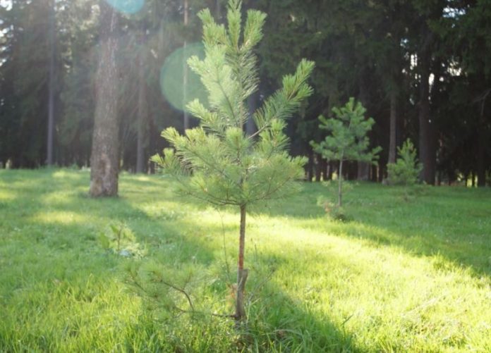 В лесничестве полностью выполнены работы по дополнению лесных культур