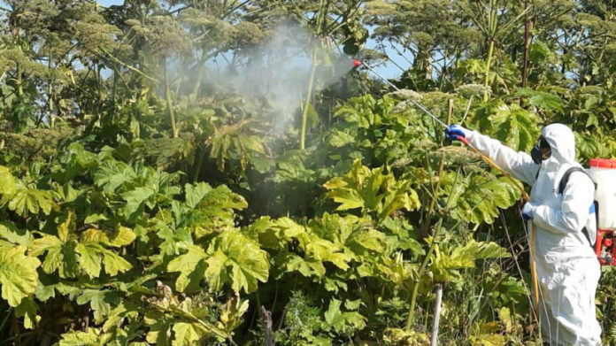 Кампания по борьбе с борщевиком стартовала в Подмосковье