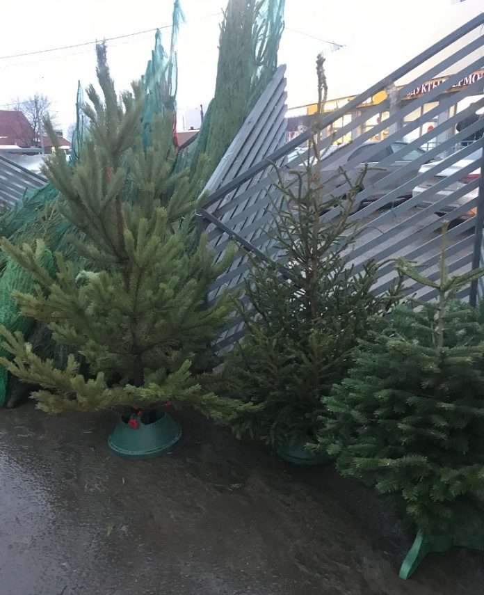 Работу ёлочных базаров проверили в муниципалитете