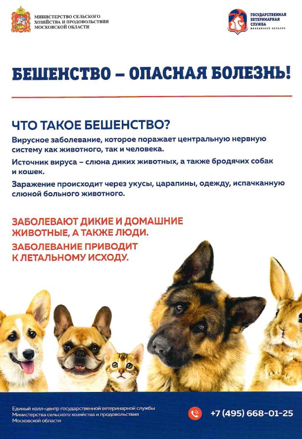 Памятка по профилактике бешенства