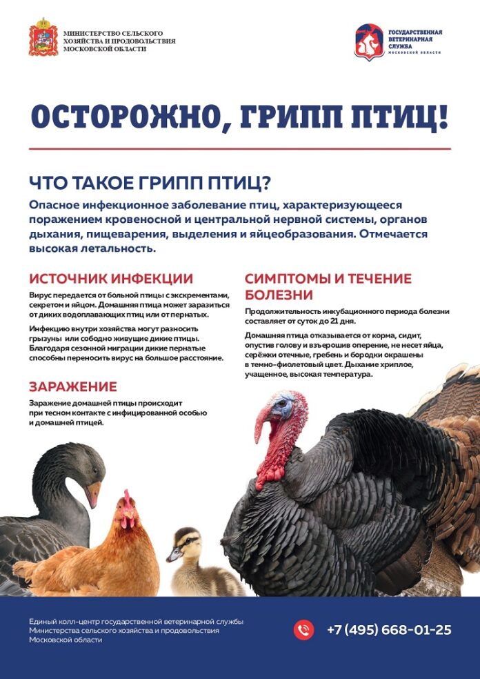 Осторожно: грипп птиц!