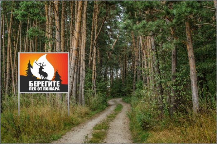 Необходимо беречь лес от пожара!