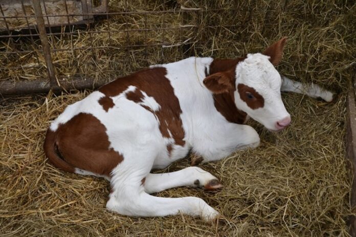 Ящур: как выявить и предовратить заболевание