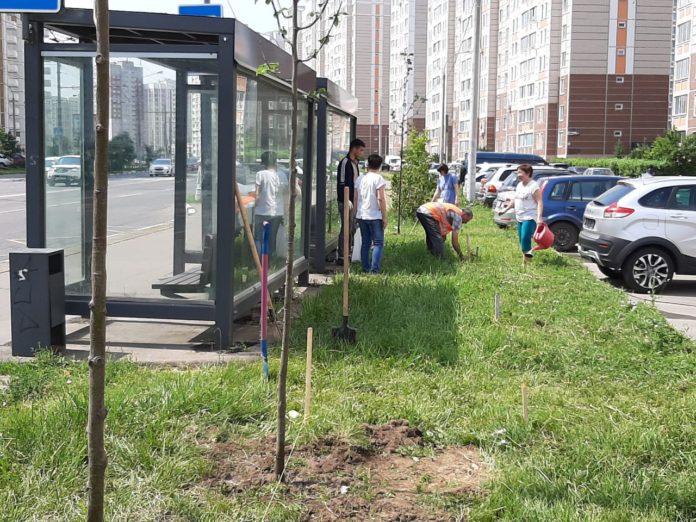 На улице Академика Доллежаля в микрорайоне Кузнечики продолжается озеленение