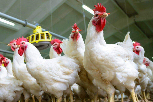 Представители ФНЦ ВИЖ им. Л.К. Эрнста поучаствовали в конференции «Агро.pro КРС. Свиноводство. Птицеводство»