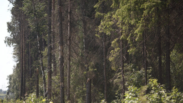 Система-112 Подмосковья напомнила жителям Большого Подольска о правилах нахождения в лесу