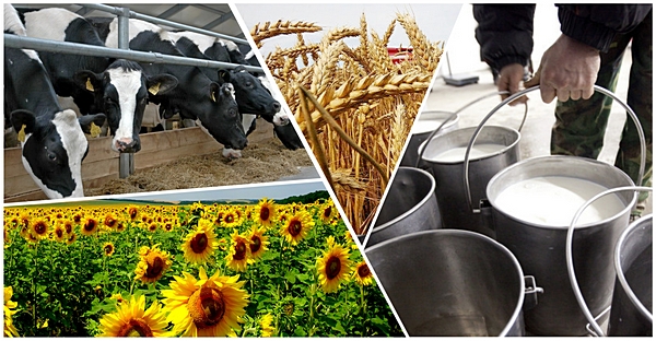 Сотрудник ВИЖ имени академика Л.К. Эрнста принял участие в научной конференции в столице