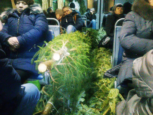 Жителям Большого Подольска разъяснили правила провоза новогодних ёлок в автобусах