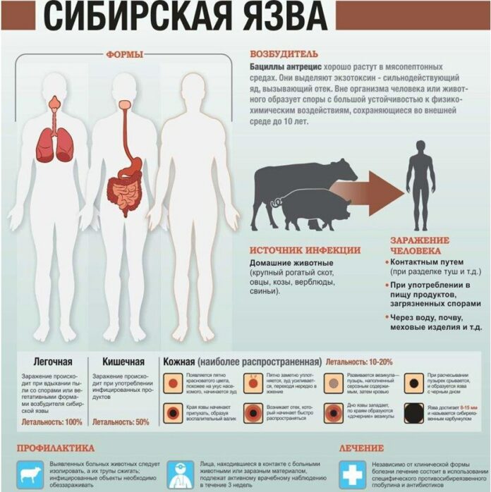 Проводится бесплатная вакцинация восприимчивых животных против сибирской язвы