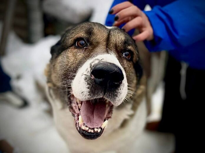 Подольские молодогвардейцы передали корма в частный приют для животных