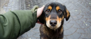 Забери друга из приюта