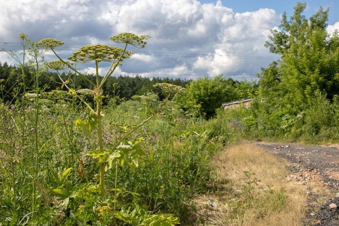 На онлайн-карте можно узнать о мероприятиях по борьбе с борщевиков