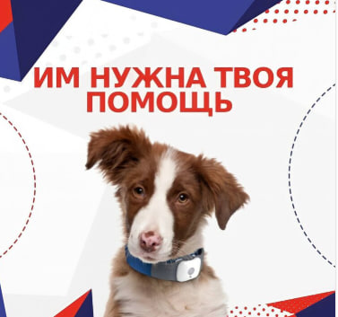 Благотворительная акция «Дай лапу» проходит в Подмосковье