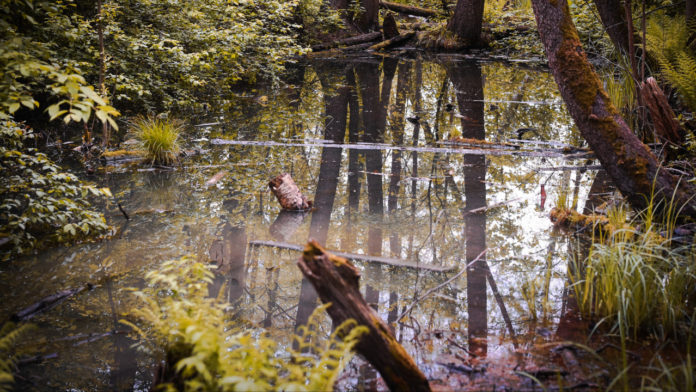 Жителям Большого Подольска поведали об охране водно-болотных угодий