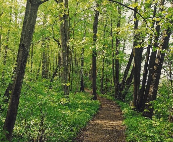 Завершается второй этап голосования по выбору территорий для создания лесопарков на «Доброделе»
