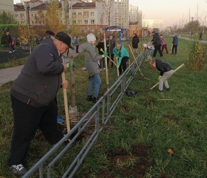 Посадили ёлочки всем двором