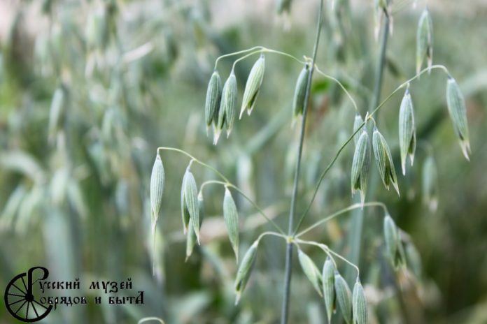 Экскурсионная программа «Зерно надежды» проходит в Русском музее обрядов и быта