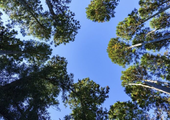 В Подольске завершились работы по очистке и обустройству лесных дорог