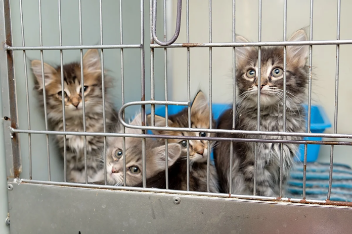В Московской области появилась карта приютов для бездомных животных