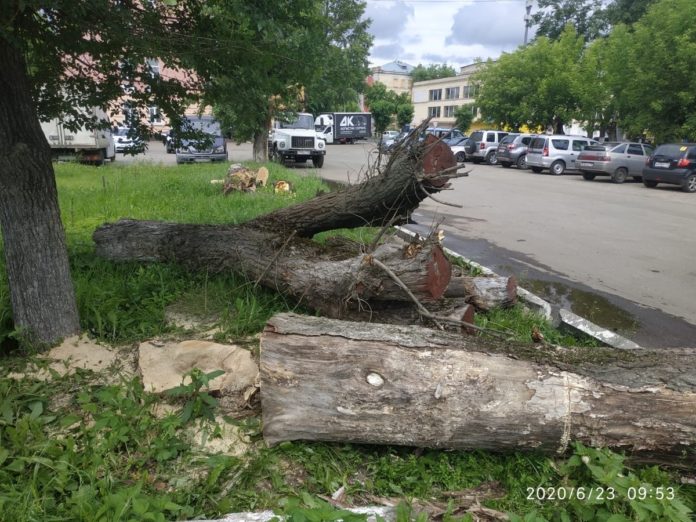 Работы по вырубке сухостоя проводят в микрорайоне Климовск