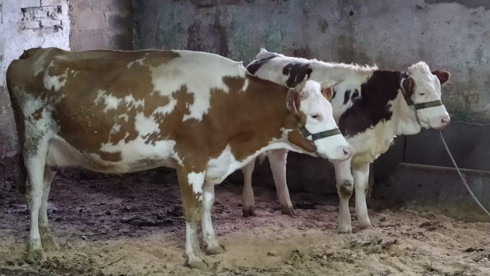 В ВИЖ имени Л.К. Эрнста продолжается научная деятельность в сфере клонирования