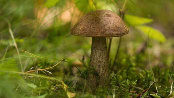 Информируем подольчан: грибной сезон начался в Подмосковье